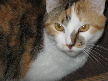 Me chatte pomponette