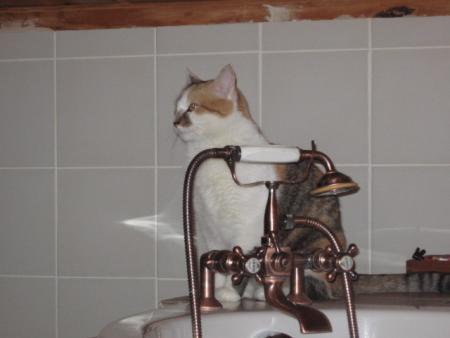 Pomponette ve son bain